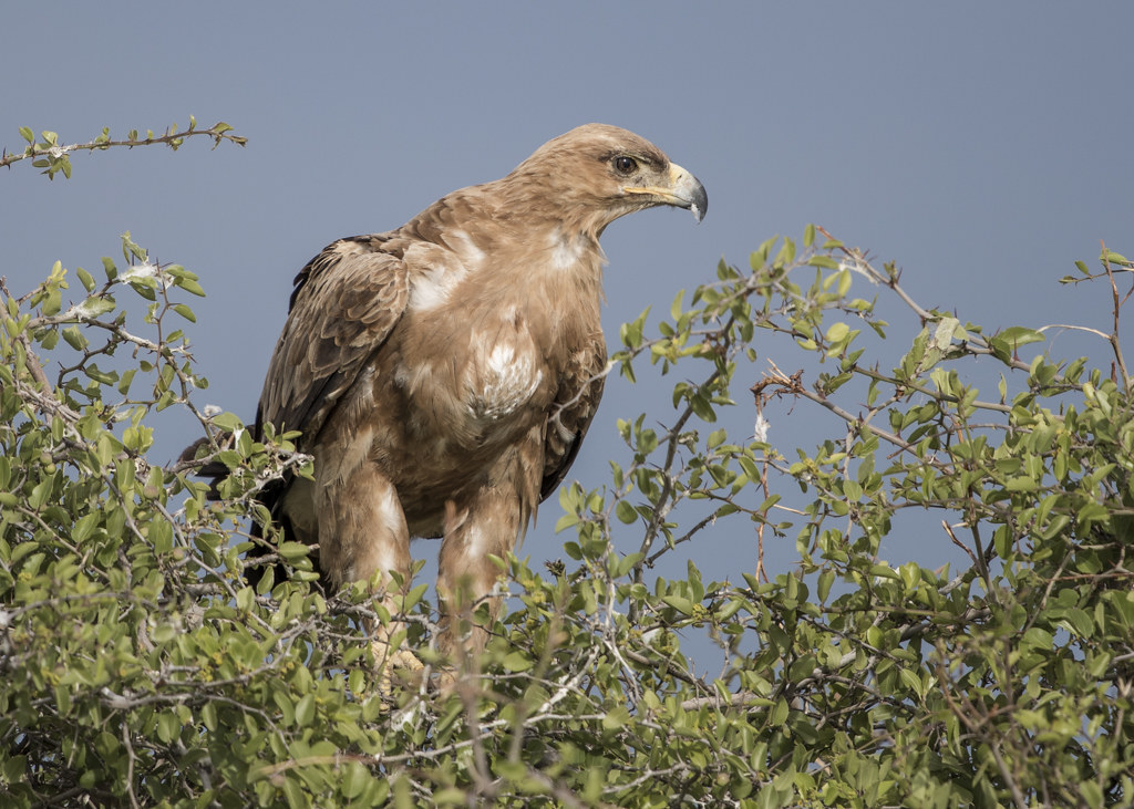 Tawny Eagle  Aquila Rapax