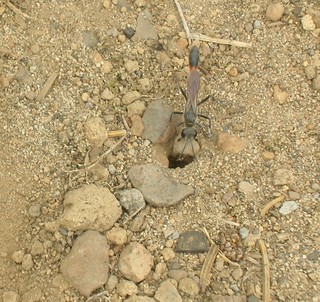 Thread-waisted Wasp with Nest (2 of 3) | Female Thread-waist… | Flickr