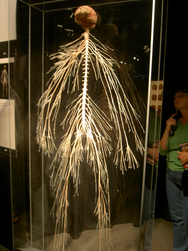 Central/peripheral nervous system. | Too bright to clearly m… | Flickr