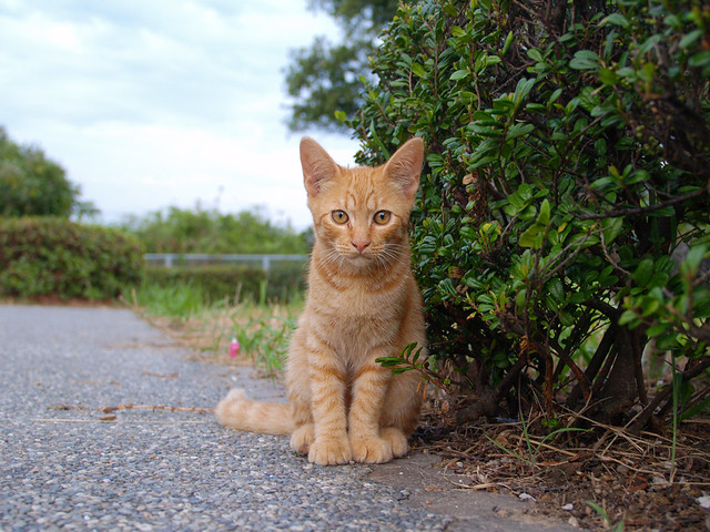 stray cat | Tam Tam | Flickr
