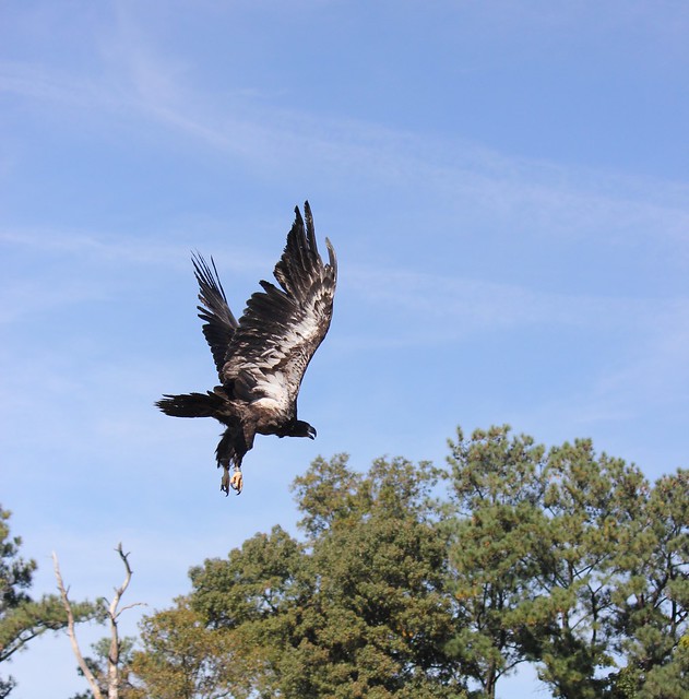 Bald Eagle Released by the Wildlife Center of Virginia at Belle Isle State Park, Virginia