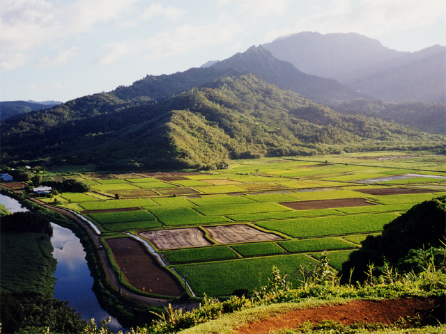 馬來西亞的高山稻田。圖片來源：ammi02（CC BY 2.0）