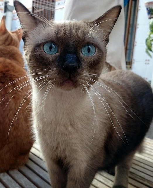 Sting, gato siamés de ojazos azules excelente compañero, nacido en Agosto´13, en adopción. Valencia. ADOPTADO. 21394753683_160f26129d_z