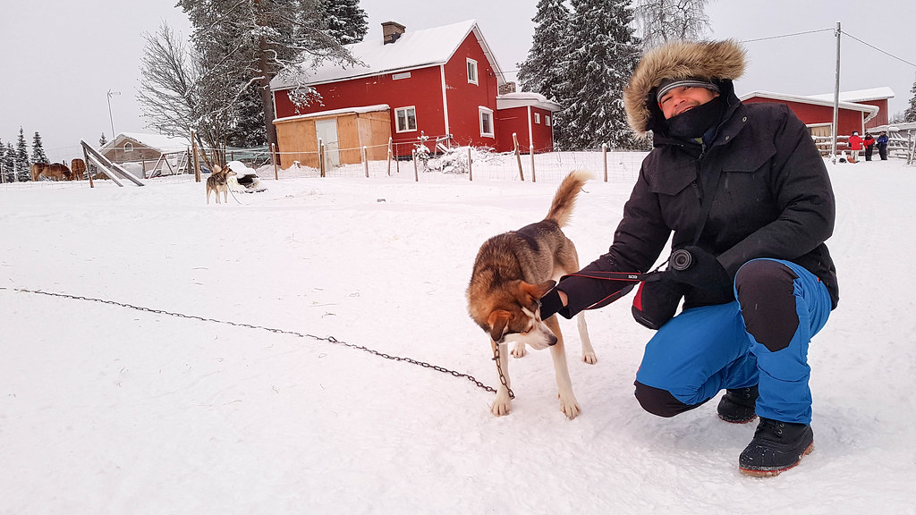 Huskies en Finlandia