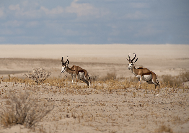 NAMIBIA & KRUGER por libre: 21 días Very WILD - Blogs de Africa Sur - Parque Nacional ETOSHA (21)