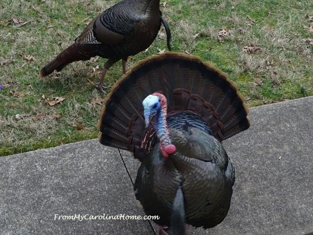 February Turkeys 2017 at From My Carolina Home
