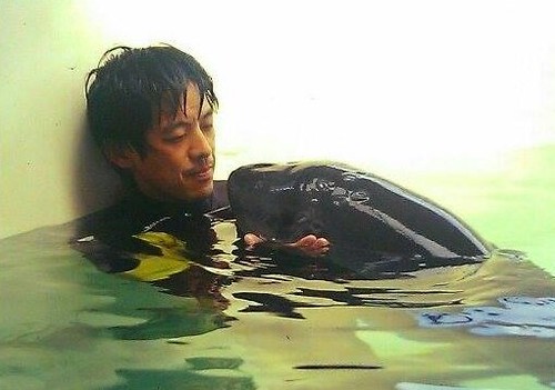民國87年錢興華醫師參與救治的侏儒抹香鯨，取名「小朋友」！圖片來源：錢興華