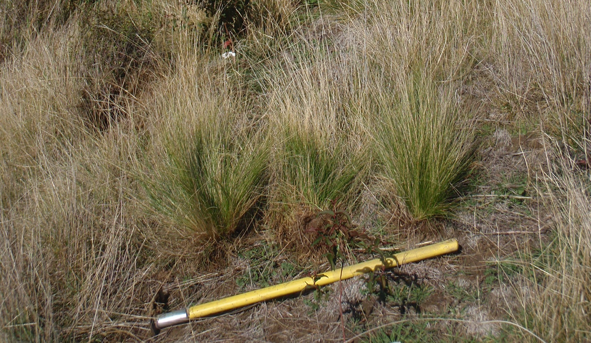 Young ‘nest’ of Nassella Tussock plants. 