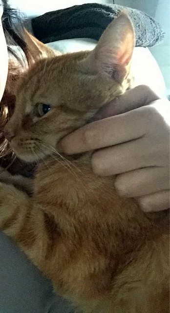 Garfield, gato naranja megamimoso esterilizado nacido en 2012, en adopción. Valencia. ADOPTADO. 32317749683_e8f88ba27d_z