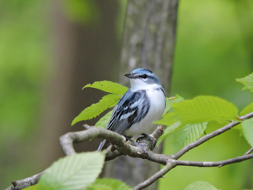 Cerulean warblers spend part of the year in the Appalachian Mountains of North America as well as the Andes Mountains of South America. Photo by DJ McNeil.