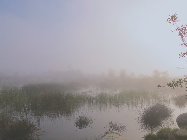 foggy morning at legacy park
