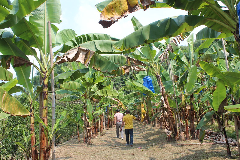 曾廖景廷的香蕉園已經取得綠色保育標章認證，中寮保育石虎的香蕉，讓人與石虎都健康。攝影：廖靜蕙