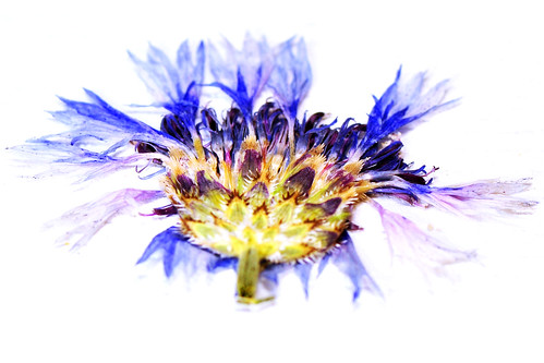 Makrofotografie Pflanzen Blumen Blüten Wildpflanzen Gartenblumen pressen trocknen gepresst Foto Brigitte Stolle November 2015