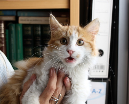 Glenn, gatito cruce Angora naranja y blanco precioso y buenísimo nacido en Agosto´15 en adopción. Valencia. ADOPTADO. 22864385753_69aa7f7577
