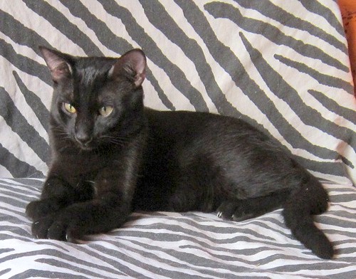 Nero, gato negro azabache guapetón nacido en Abril´15 esterilizado, en adopción. Valencia. ADOPTADO. 23343478760_6fd6d3b413