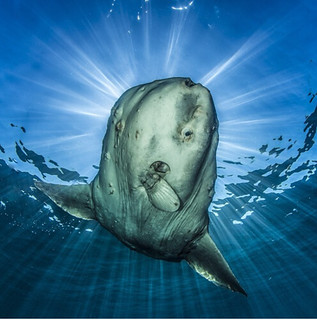 喜歡在海面曬太陽的曼波魚。圖片來源：Paul Nicklen/ National geography。