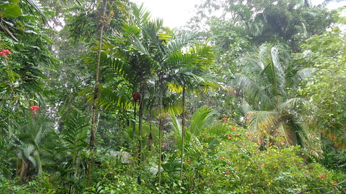 Verde tropical en Puerto Viejo