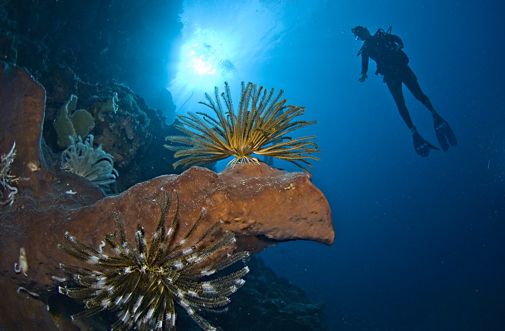 Diver and Crinoids on sponge, Banda sea, Indonesia