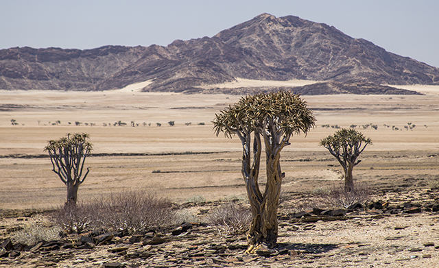 Desierto del Namib - NAMIBIA & KRUGER por libre: 21 días Very WILD (3)