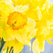 Daffodil sales ($5 per bunch) support the Hospice Program of Los Alamos Visiting Nurse Service.