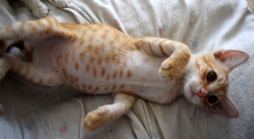 Kuga, gatito naranja ojos miel nacido en Julio´15, en adopción. Valencia. ADOPTADO. 21649874092_d9a564d3d1