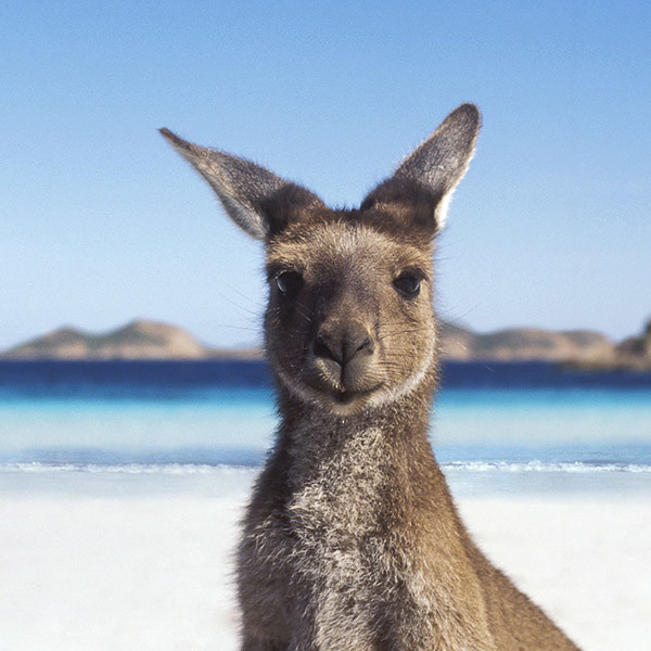 kangaroo_australia
