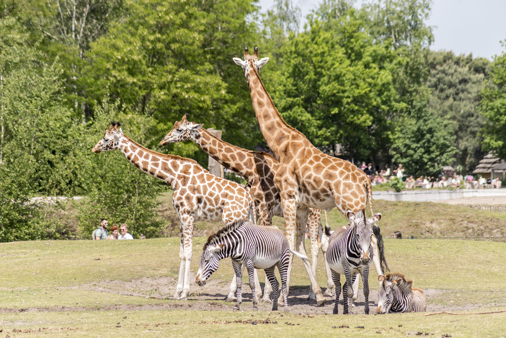 safari tierpark niederlande