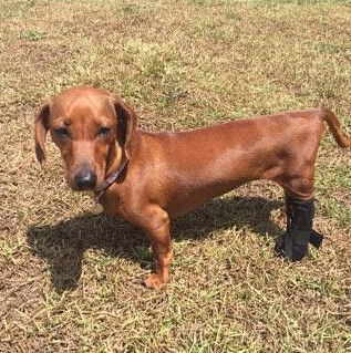 Lainey, a 2-year-old miniature dachshund, is shown wearing her therapeutic leg boot.