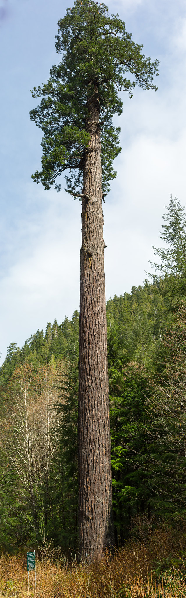 Vancouver Island. President's Tree