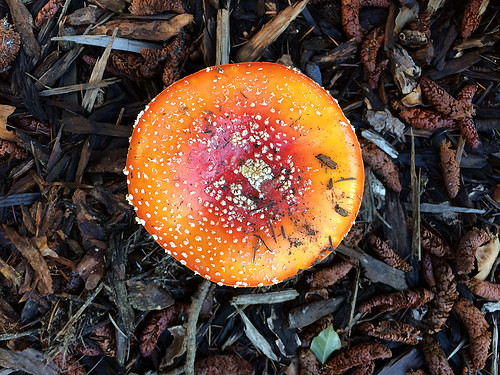 Amanita muscaria mushroom - IMG_9280