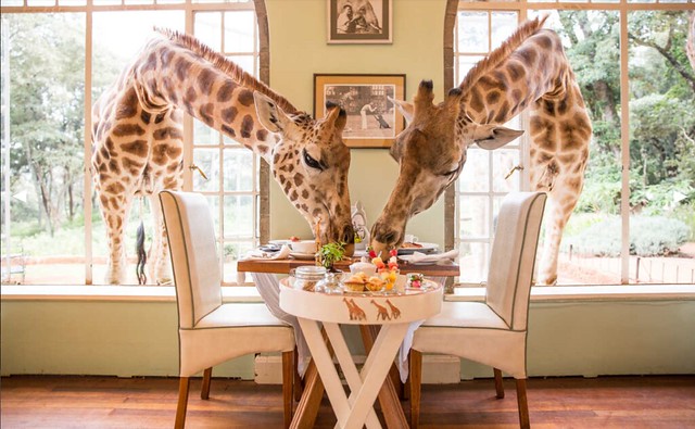 Giraffe-Manor