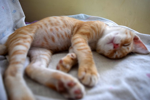 Kuga, gatito naranja ojos miel nacido en Julio´15, en adopción. Valencia. ADOPTADO. 21661238005_386f6cac86