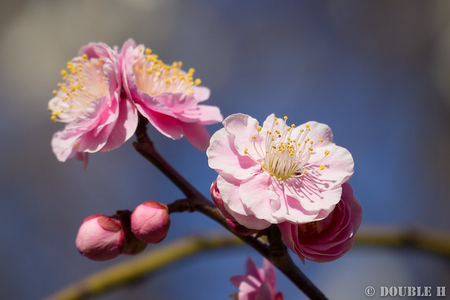 ume trees & blossoms in Okami Shinto shrine (7)