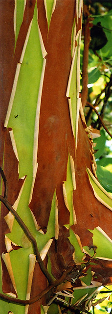 Arbutus bark, the freshly peeling dark red revealing the bright green underneath (Vancouver Island, BC, Canada)