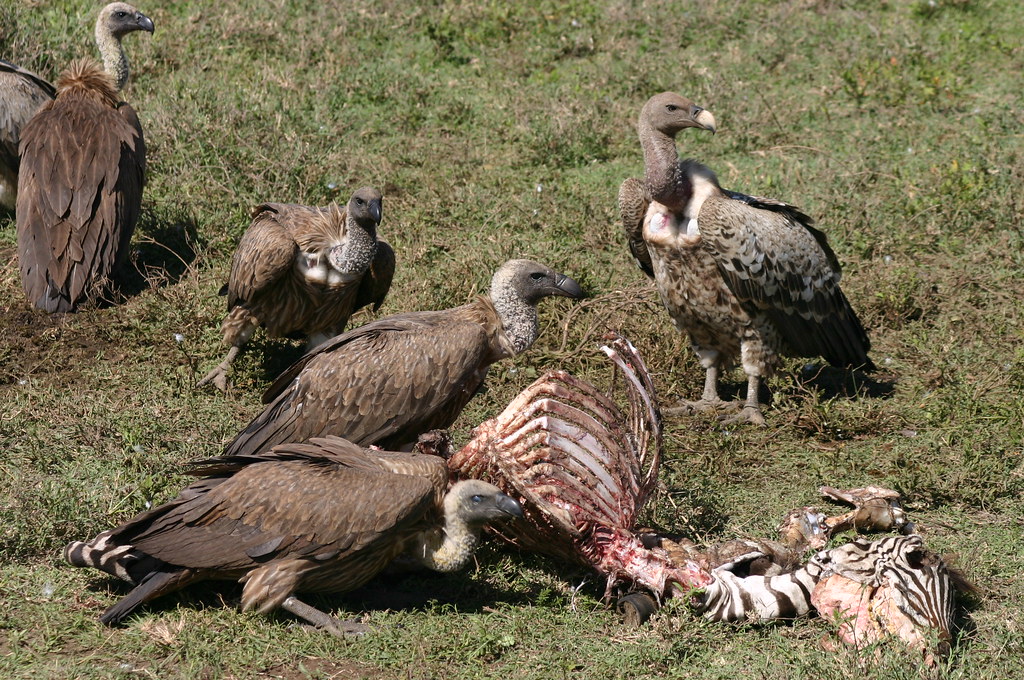 Vultures eating a zebra | imarsman | Flickr