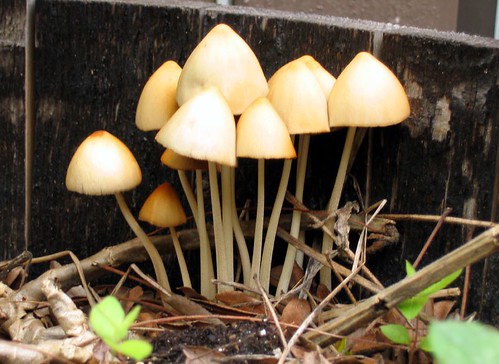 Backyard habitat: Unidentified mushrooms