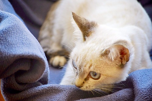 Bastian, gatito Siamés Tabby precioso y dulce, nacido en Septiembre´15, en adopción. Valencia. ADOPTADO. 22598014477_5d94277d04