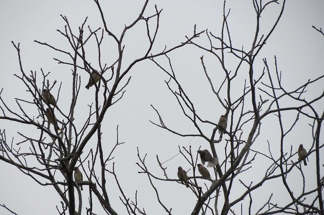 Not-so-inconspicuous Cedar Waxwings at Mason Neck State Park, Virginia