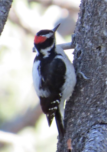 Hairy Woodpecker on the Old Baldy Trail at Madera Canyon in Santa Cruz County, Arizonad