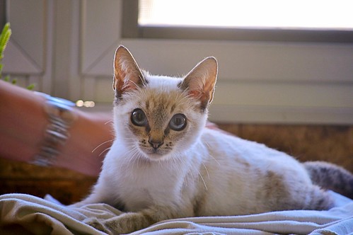 Bastian, gatito Siamés Tabby precioso y dulce, nacido en Septiembre´15, en adopción. Valencia. ADOPTADO. 22598014367_c014c1667b