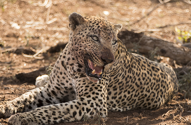 Parque Nacional KRUGER por libre (incluye vídeos) - NAMIBIA & KRUGER por libre: 21 días Very WILD (18)