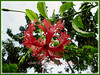 Hibiscus schizopetalus (Japanese Lantern, Japaneses Hibiscus, Fringed Rosemallow, Coral Hibiscus, Spider Hibiscus)