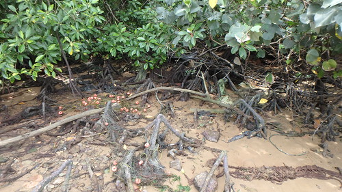 Abandoned fishing net entangled in mangrove tree