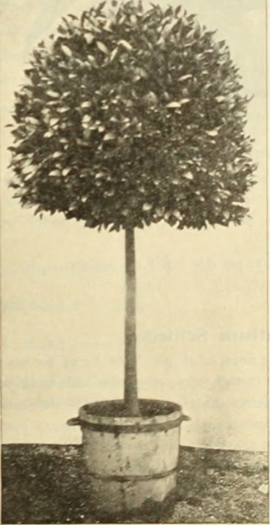 Image From Page 22 Of Dreer S December 1898 Special Who Flickr