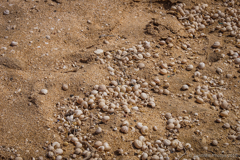 Miles de caracoles en la arena