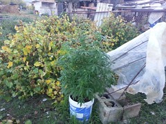 coltivazione di cannabis carabinieri agropoli 2
