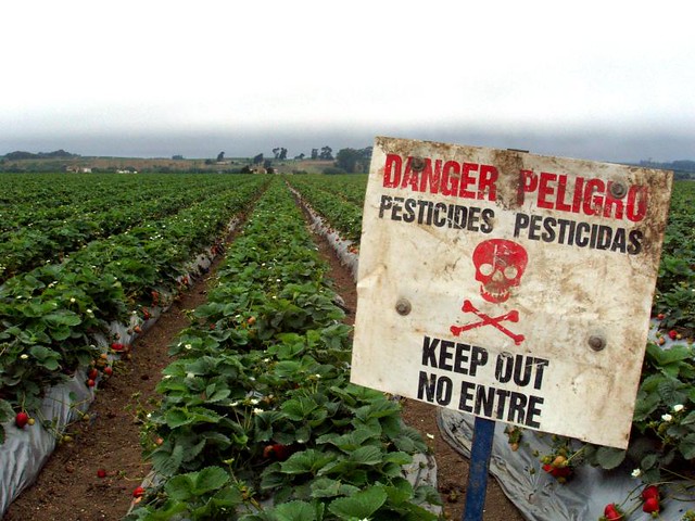 photo of strawberries with pesticides