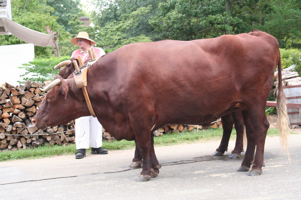 big-oxen-these-are-some-massive-animal-they-were-well-gr-flickr