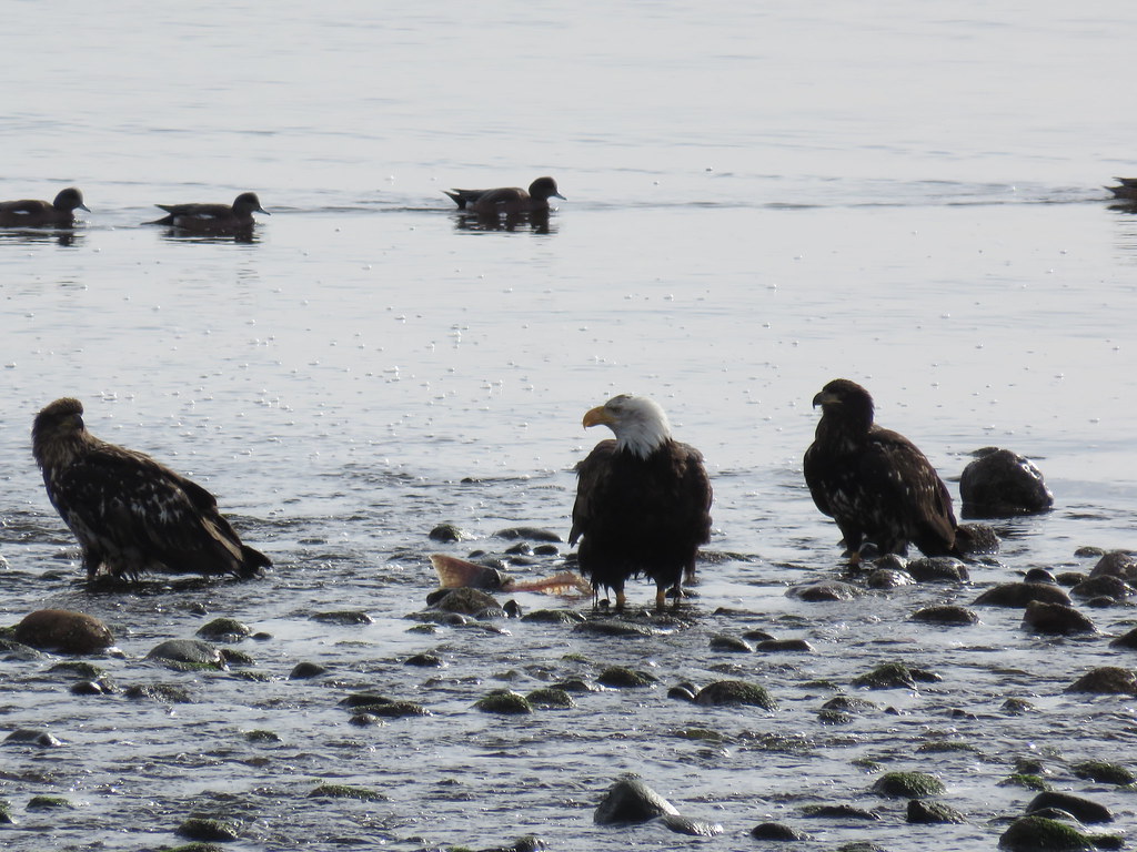 EAGLES at Point Holmes
