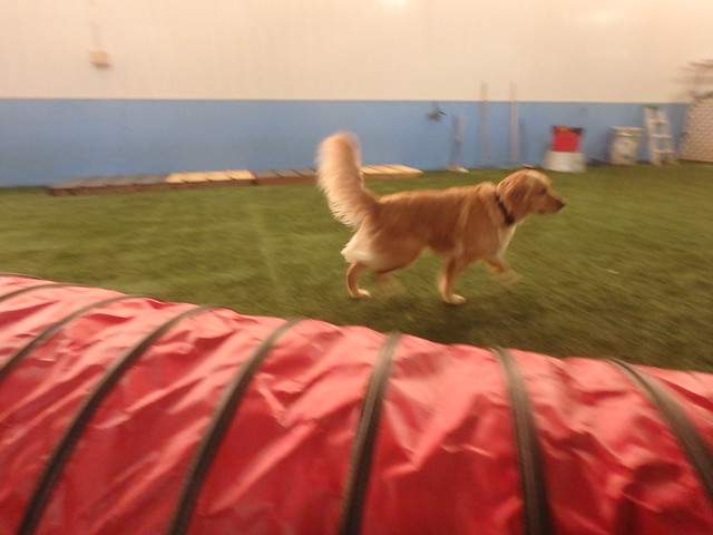 03/13/17 Try A Tunnel Agility Play! 